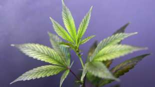 Drogenbeauftragte plädiert für einheitliche Regelungen zum Cannabis-Besitz