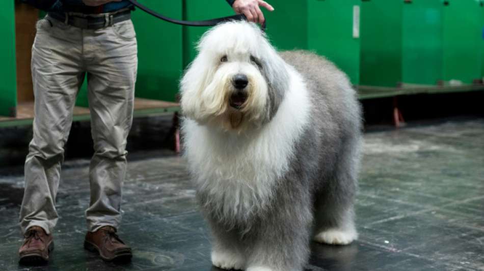 Haustiere in Spanien sollen künftig nicht mehr unter Trennung von Paaren leiden