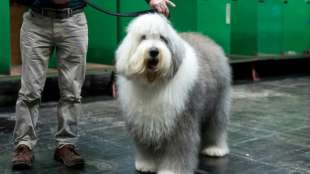 Haustiere in Spanien sollen künftig nicht mehr unter Trennung von Paaren leiden