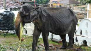 Völlig abgemagerte Elefantendame stirbt wenige Wochen nach Parade in Sri Lanka