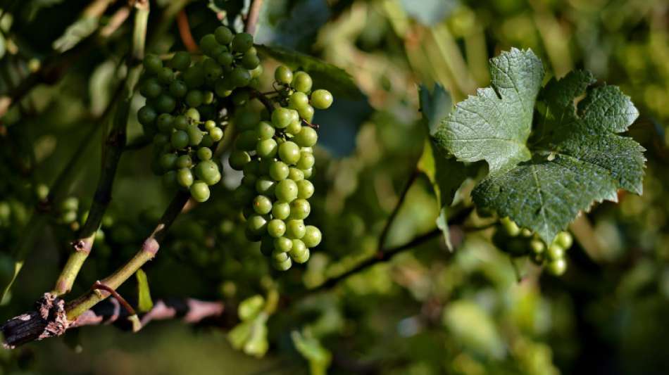 Klöckner kündigt Wein-Reform an - Ministerin will deutsche Weine aufwerten
