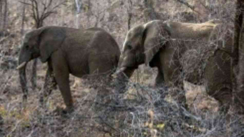 Flucht aus Wildpark endet für Elefantenherde mit Tod durch Stromschlag