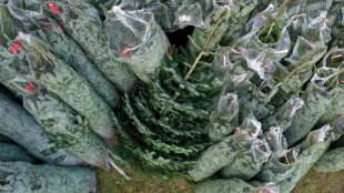 Preise f&uuml;r Weihnachtsb&auml;ume sollen weitgehend konstant bleiben