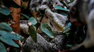 Australische Forscher testen Gesichtserkennung f&uuml;r Koalas