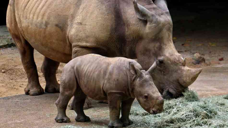 Breitmaulnashorn-Baby in Singapurer Zoo der Öffentlichkeit vorgestellt