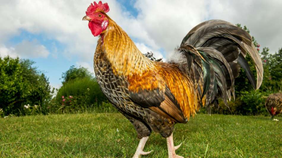 Hahnenschrei und Schafsblöken werden in Frankreich Kulturerbe