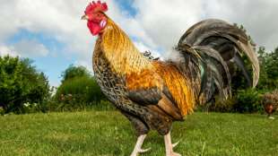 Hahnenschrei und Schafsblöken werden in Frankreich Kulturerbe