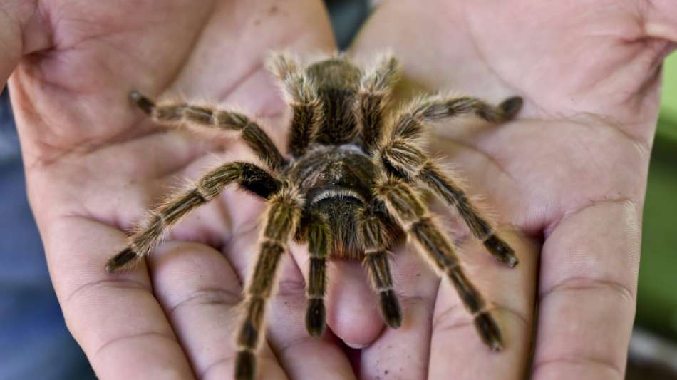 Unbekannter wirft in Heidelberg lebendige Vogelspinnen in Tattoostudio