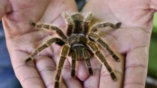 Unbekannter wirft in Heidelberg lebendige Vogelspinnen in Tattoostudio