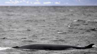 Island setzt erstmals seit 17 Jahren Walfangsaison aus