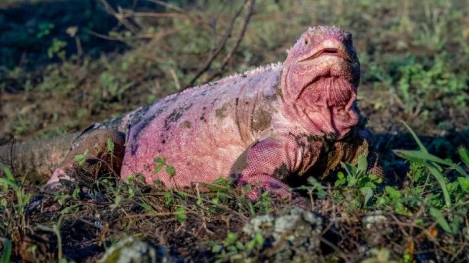 Nur noch 211 rosafarbene Leguane auf Gal&aacute;pagos-Inseln