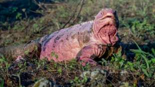 Nur noch 211 rosafarbene Leguane auf Gal&aacute;pagos-Inseln
