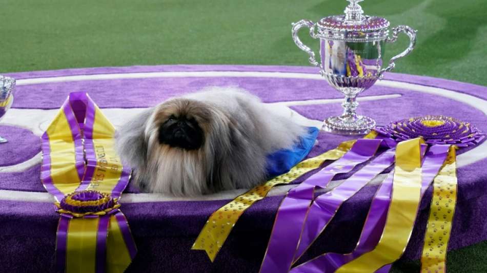 Pekinese Wasabi holt Titel bei Westminster-Hundeschau