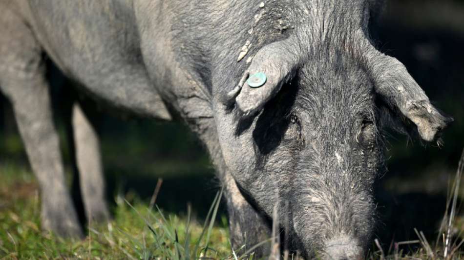 Männer grillen in Keller von Bremer Wohnhaus zwei ganze Schweine