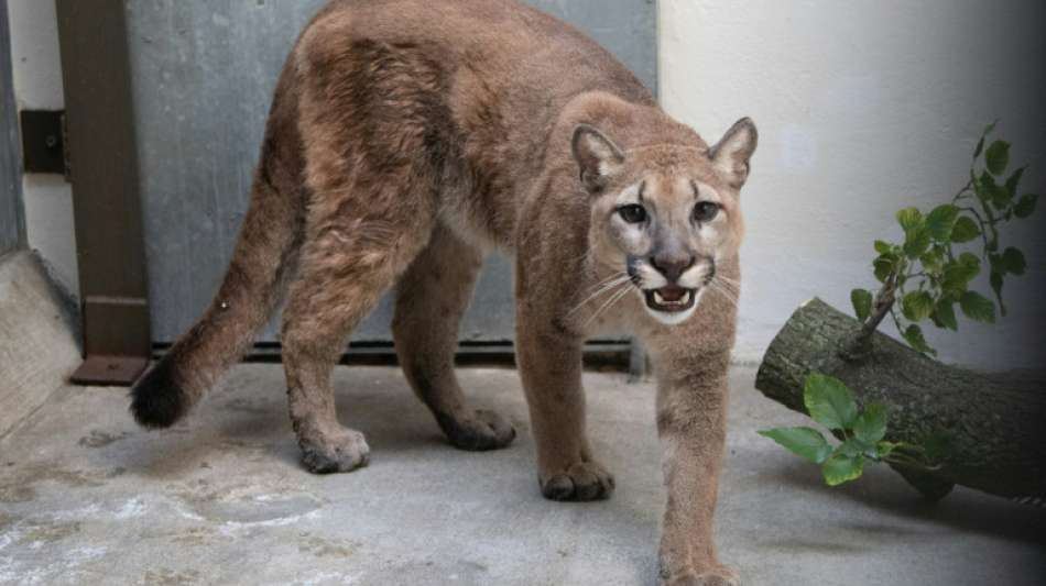 Wilder Puma aus New Yorker Wohnung geholt