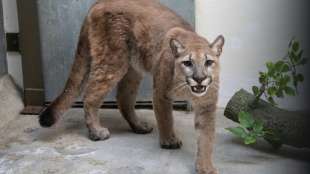 Wilder Puma aus New Yorker Wohnung geholt