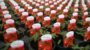 Hersteller von Kinder-Tomatensauce senkt nach Kritik Zuckergehalt