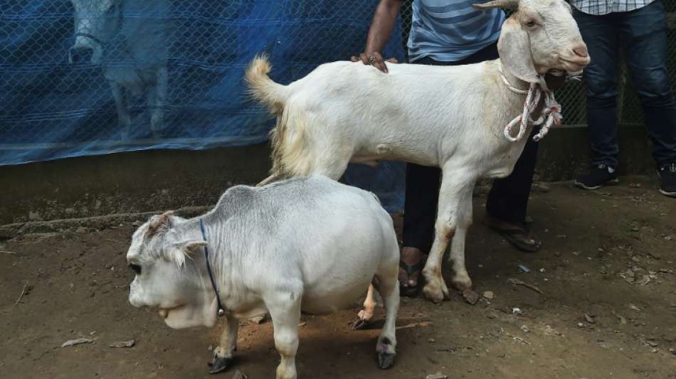Tausende Menschen wollen rekordverd&auml;chtig kleine Kuh in Bangladesch sehen