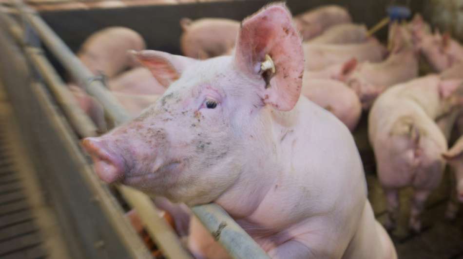 SPD-Fraktion dringt bei Tierwohl auf verpflichtende Kennzeichnung