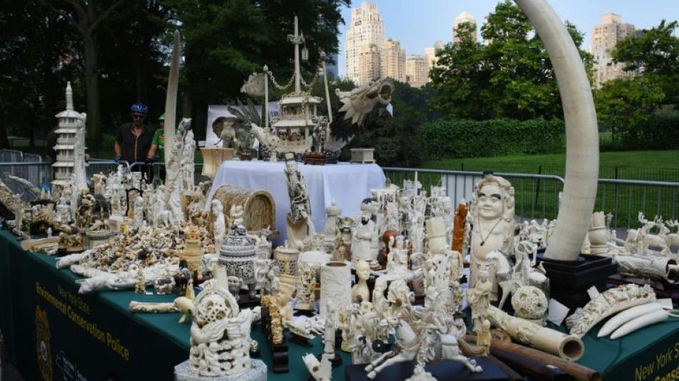 USA: Zwei Tonnen illegales Elfenbein im Central Park vernichtet