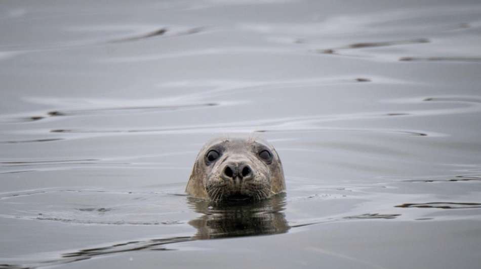Im Wattenmeer leben weiterhin sch&auml;tzungsweise rund 40.000 Seehunde