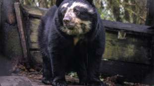 Brillenb&auml;ren "besichtigen" menschenleeres Machu Picchu
