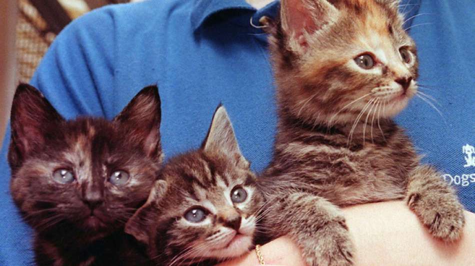 Frau in Bayern bringt fremde Katze zur Kastration 