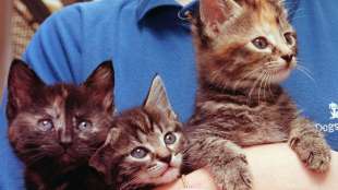 Frau in Bayern bringt fremde Katze zur Kastration 