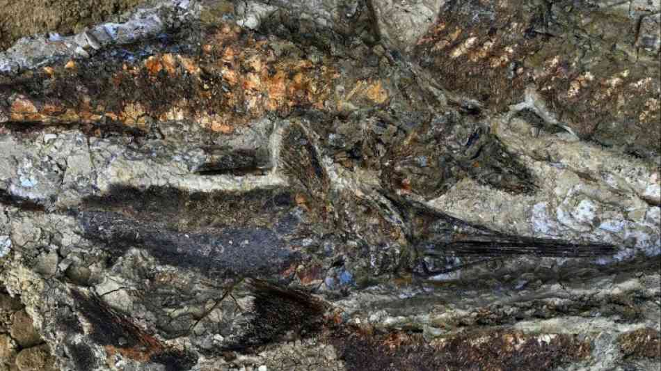 Forscher entdecken Spuren von gigantischem Massensterben vor 66 Millionen Jahren