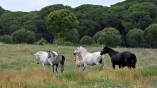 Jäger in Baden-Württemberg erschießt versehentlich zwei Pferde