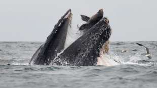 Fotograf schießt spektakuläres Foto von Seelöwe in Wal-Maul