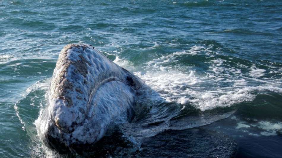 Junger Grauwal vor der Küste Frankreichs entdeckt