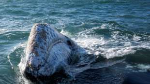 Junger Grauwal vor der Küste Frankreichs entdeckt
