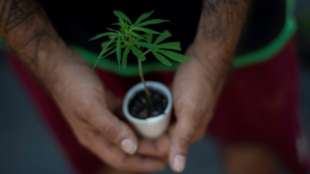 Luxemburg erlaubt k&uuml;nftig Anbau von Cannabis f&uuml;r Eigenbedarf