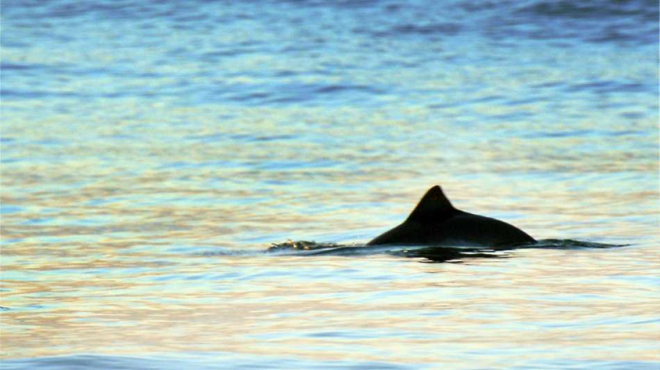 Tod von Schweinswalen bei Sprengung in Ostsee lenkt Verdacht auf Bundeswehr