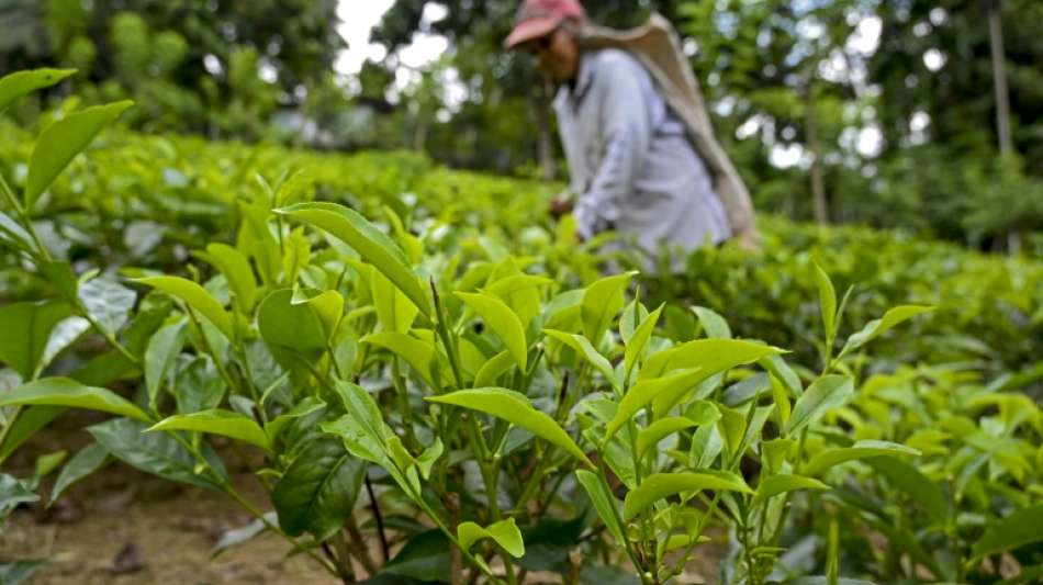 Sri Lanka importiert wegen schlechter Tee-Ernte wieder Kunstd&uuml;nger 