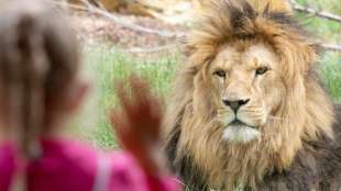 Löwin Mira im Frankfurter Zoo wegen Schädelfehlbildung eingeschläfert