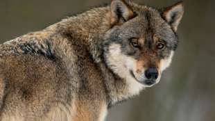 Jagdverband fordert von Kanzleramt Rechtssicherheit bei Wolfsmanagement