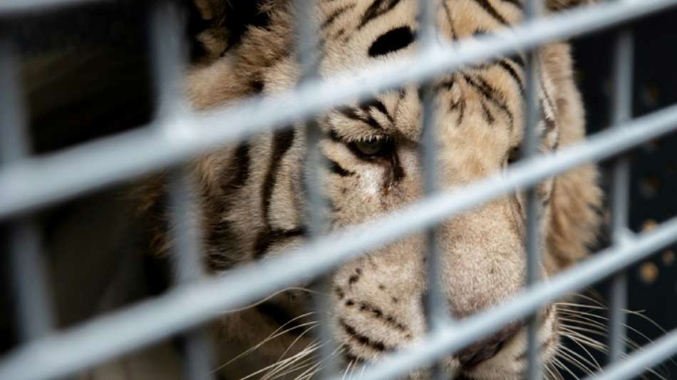 Zwei Königstiger ziehen von Argentinien in die USA um