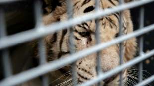 Zwei Königstiger ziehen von Argentinien in die USA um