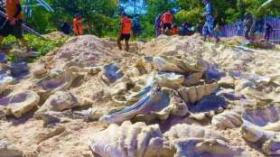 Riesenmuscheln im Wert von 20 Millionen Euro auf den Philippinen beschlagnahmt