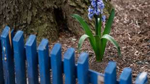 Durchschnittlicher Schrebergarten kostet zwischen 67 und 81 Euro Pacht im Jahr 