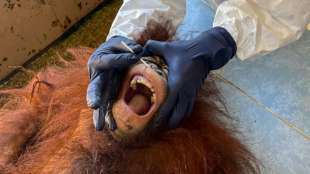 30 Orang-Utans in Malaysia auf Corona getestet