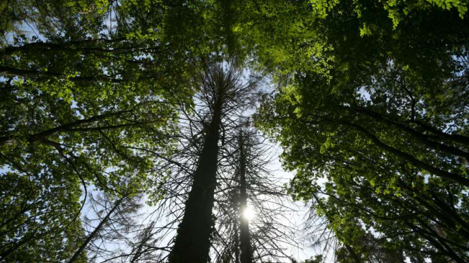 Straßenbäume in der Stadt stärken psychische Gesundheit