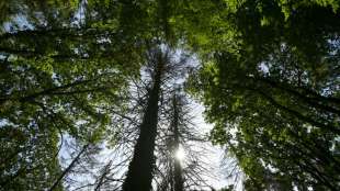 Straßenbäume in der Stadt stärken psychische Gesundheit