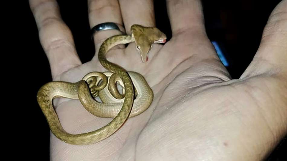 Doppelköpfige Schlange in freier Wildbahn auf Bali entdeckt