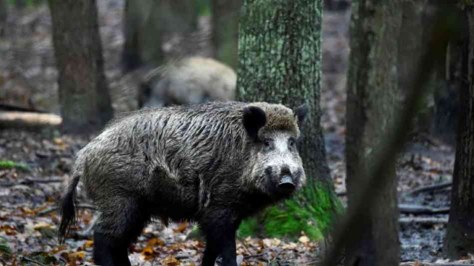 Bauernverband fordert wegen Schweinepest T