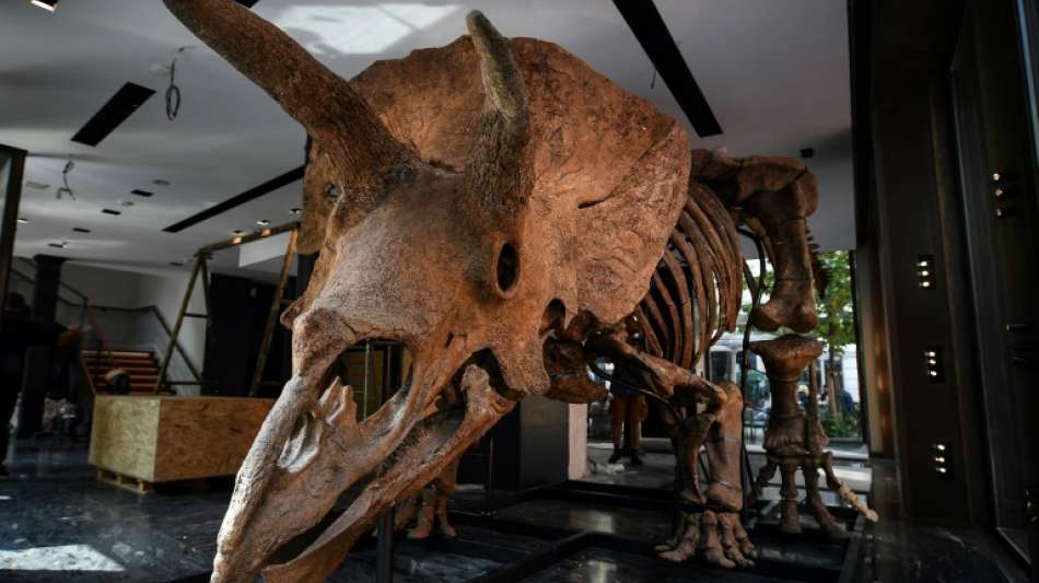 Triceratops "Big John" f&uuml;r 6,6 Millionen Euro an US-Sammler versteigert