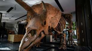 Triceratops "Big John" f&uuml;r 6,6 Millionen Euro an US-Sammler versteigert