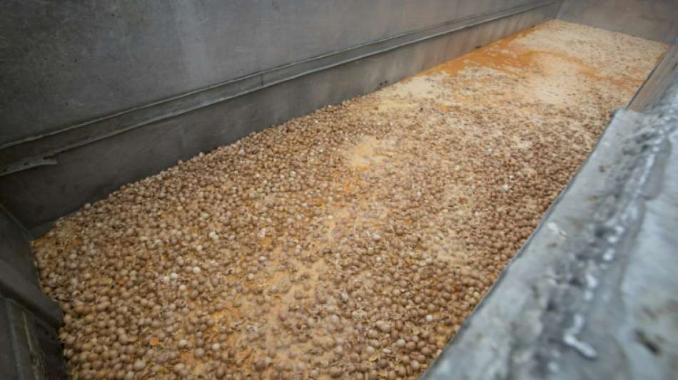 Haftstrafe im Prozess in Belgien um Fipronil-Skandal verhängt